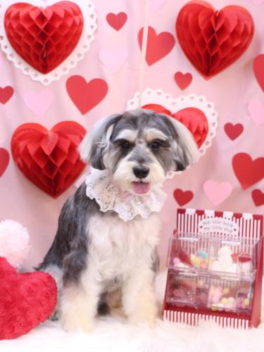 20240209パピコくん